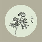 三七