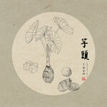 手绘芋头