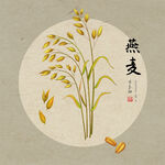 手绘燕麦