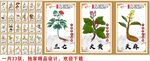 手绘中草药