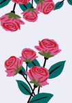 玫瑰花