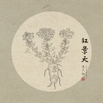 手绘红景天