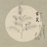 手绘黄芪