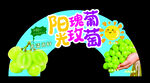 阳光玫瑰葡萄