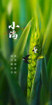 小满 节气