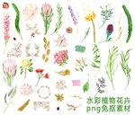 水彩植物花卉