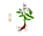 丹参手绘
