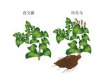 何首乌手绘