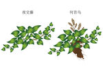 何首乌手绘 