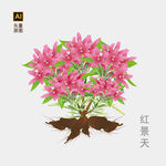 红景天手绘 