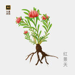 红景天手绘