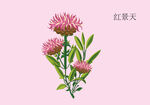 红景天手绘 
