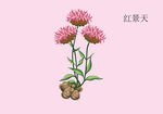 红景天手绘