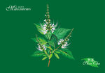 猫须草手绘 