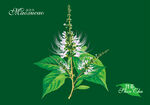 猫须草手绘