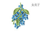 女贞子手绘