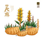 手绘天麻 