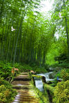 竹林小溪木栈道