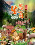 野生菌 