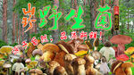 野生菌 