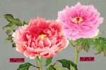 牡丹花