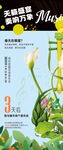 春天音乐节