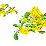 桂花装饰