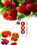 杨梅海报