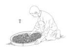 茶叶加工流程 晒青