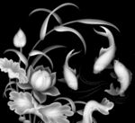 荷花灰度图图片