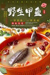野生甲鱼