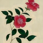 国画茶花