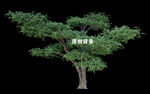3D树木背景