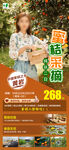黄岩蜜桔采摘