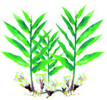春砂仁花