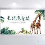 动物长颈鹿介绍宣传背景展板海报
