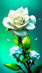 玫瑰花