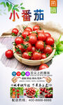 小番茄  