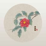 山茶花  插画