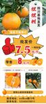 粑粑柑批发 直发 零售