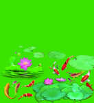 荷花 鱼