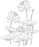 荷花 矢量图