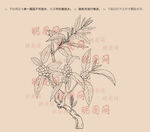 苦丁茶