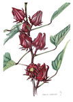 玫瑰茄