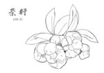 手绘茶籽