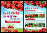 新鲜樱桃采摘季