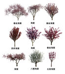 海棠树合集