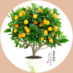 桔子树