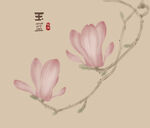 玉兰 插画 国画