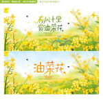 油菜花